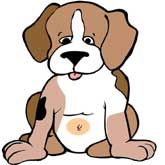 Do dogs have belly buttons?