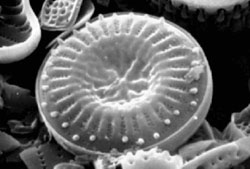 diatoms bacillariophyta