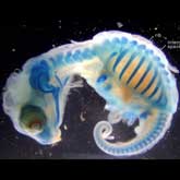 Snapping turtle embryo, stained to show the bones.  Ribs can be seen spreading out to form the carapace.