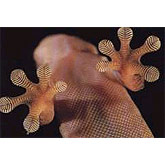 Image of gecko feet