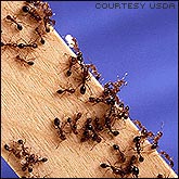 Ants walking the pheromones trail