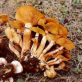 Armillaria, including the Armillaria bulbosa attack the roots of trees, leaving trees structurally weakened, and very susceptible to windthrow. The mushroom-like fruiting bodies develop around the base of infected trees.