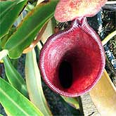 Top view of a pitcher plant.