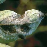 A potato leaf with late blight. Note the white sporangia of the fungus that are water or air borne to new plants and the potato tubers in the soil.