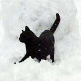 Cat checks out the snow pack.