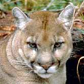 The cougar, also called a mountain lion, puma and panther.