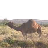 Standing Camel