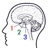 The nose-brain, a.k.a. the limbic system, is comprised of [1] the hypothalamus, [2] the amygdala and [3] the hippocampus.