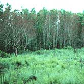 An invasive Chinese tallow forest that has been pushed back by fire. Future fires will likely cause additional damage to the trees, establishing an open prairie.