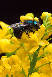 Bee and Flower