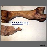 Carbon dating the bones of an animal can pinpoint the time this animal died to within a few years.