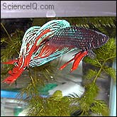 Max Planck - Anton's Betta Fish