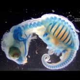 Snapping turtle embryo, stained to show the bones. Ribs can be seen spreading out to form the carapace.