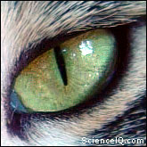 Cat eye