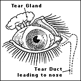 Eye Tear Glands