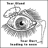 Structure of tears influenced by what makes us cry