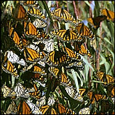 Monarch Butterfly