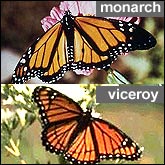 Monarch and Viceroy butterflies compared side-by-side.