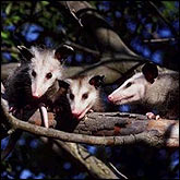 Opossums have the shortest gestation period of all mammals: only 12 days.
