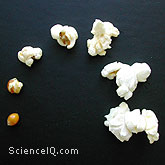 The evolution of the popcorn kernel as it is exploding. Compare the sizes before and after it has popped.