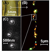 (A) Silver oxide film exposed to DC current; (B) activated regions emitting light when conected to AC current; (C) zoom shows single molecule electroluminescence