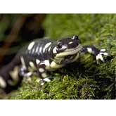 Riger Salamander