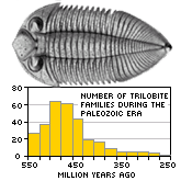 Trilobite fossil image with a plot of number of Trilobite families as a function of millions of years ago. Last Trilobite family was extinct about 250 million years ago.