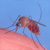Culex pipiens Mosquito
