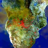 Multiple fires are burning across the sourthern part of the African continent in September 2000, as shown by data from the Advanced Very High Resolution Radiometer (AVHRR) on board the NOAA 14 satellite.