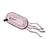 Antibiotic resistance results from gene action. Bacteria acquire genes conferring resistance in any of three ways. 