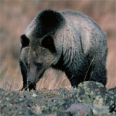 GrizzlyBear