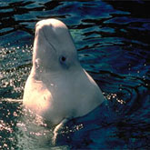 Captive Beluga Whale Spyhopping.