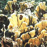 Close-up of bleached fire coral after oiling during the Bahia las Minas spill in Panama