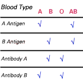 Blood Type Diagram.