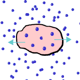 Water molecules will want to move from an area of higher concentration, (within the blood cell) to an area of lower concentration, (in the blood plasma).