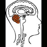 The cerebellum controls posture, movement, and the sense of balance. Such activities as playing ball, picking up objects, and playing musical instruments fall under its domain.