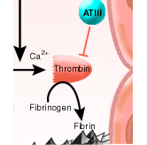 A cascade of clotting factors culminates in the formation of a blood clot.