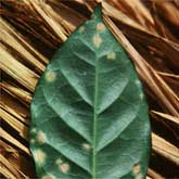 Coffee rust lesions often concentrate on the margins and tips of coffee leaves.