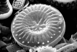 Lake diatom, magnified about 1,200 times