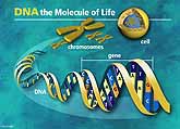 DNA model.