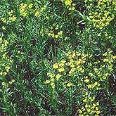 The jumping bean shrub Euphorbia is a member of the spurge family.