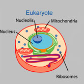  This figure illustrates a typical human cell (eukaryote) and highlights the internal structures of eukaryotic cells, including the nucleus (light blue), the nucleolus (intermediate blue), mitochondria (orange), and ribosomes (dark blue).