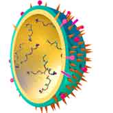 Cross section of the flu virus.