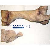 Scientists date fossils by measuring carbon.