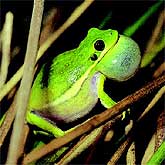 Green Tree Frog