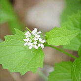 Garlic Mustard - this harmless looking plant can take over the understory of a forest in a matter of a few years. Most of the time it is seen without the small white flowers you see above but has a characteristic elk-horn like appearance where the flowers are located. European decedents brought this plant to America because they liked to eat the tender green leaves. The leaf, when crushed, has a distinctive garlic odor to it especially when it is young.