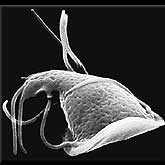 Giardia lambia inhabits the intestines of some mammals, including humans.