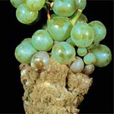 Botrytis bunch rot of grapes.