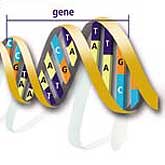 Cells are the fundamental working units of every living system. All the instructions needed to direct their activities are contained within the chemical DNA (deoxyribonucleic acid).