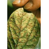 Soybean Rust